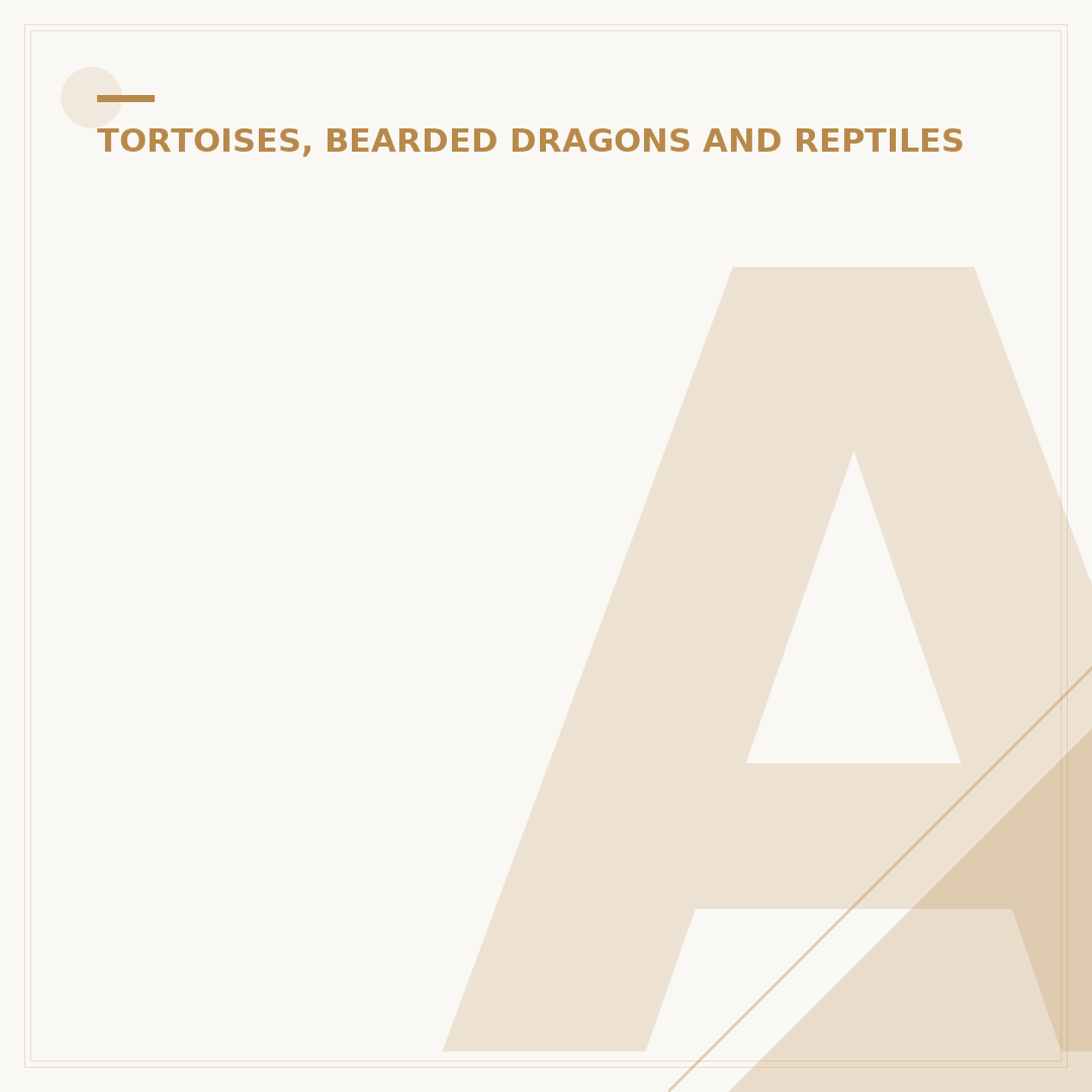 African Spurred Tortoise: Key Care Information