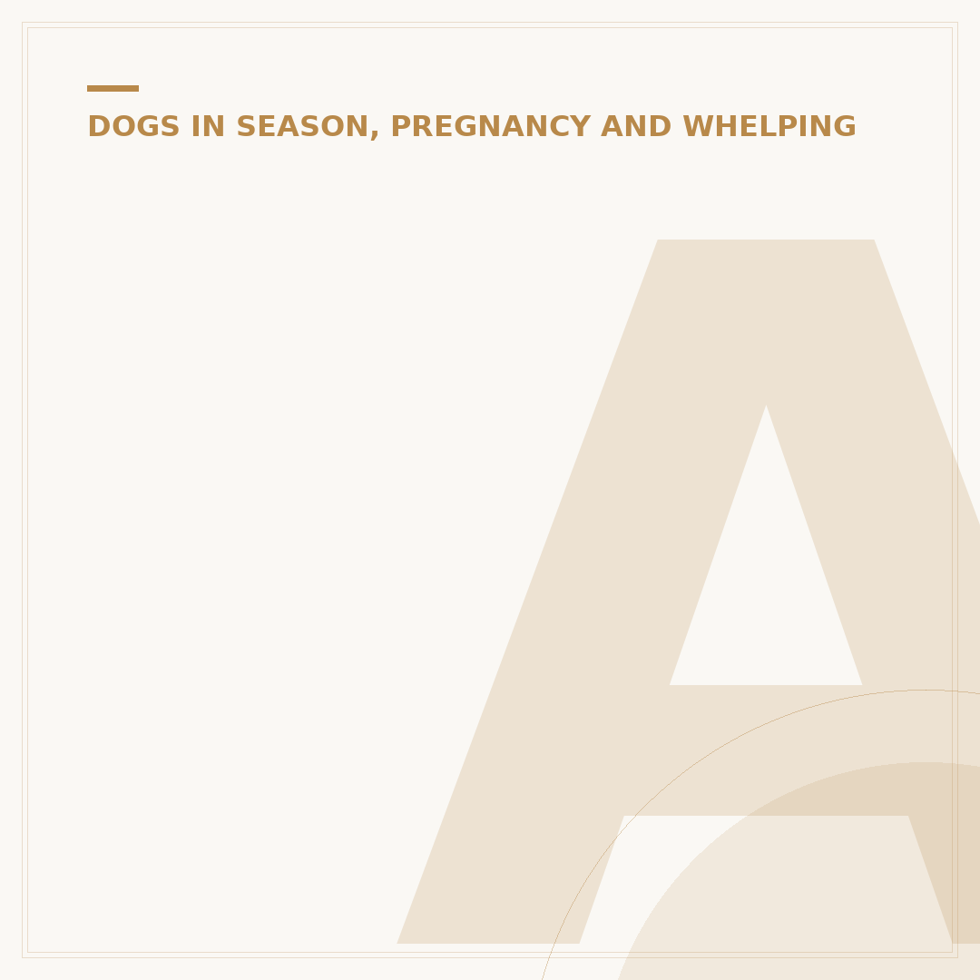 Announcing Pregnancy With Dog: Creative Ideas & Tips