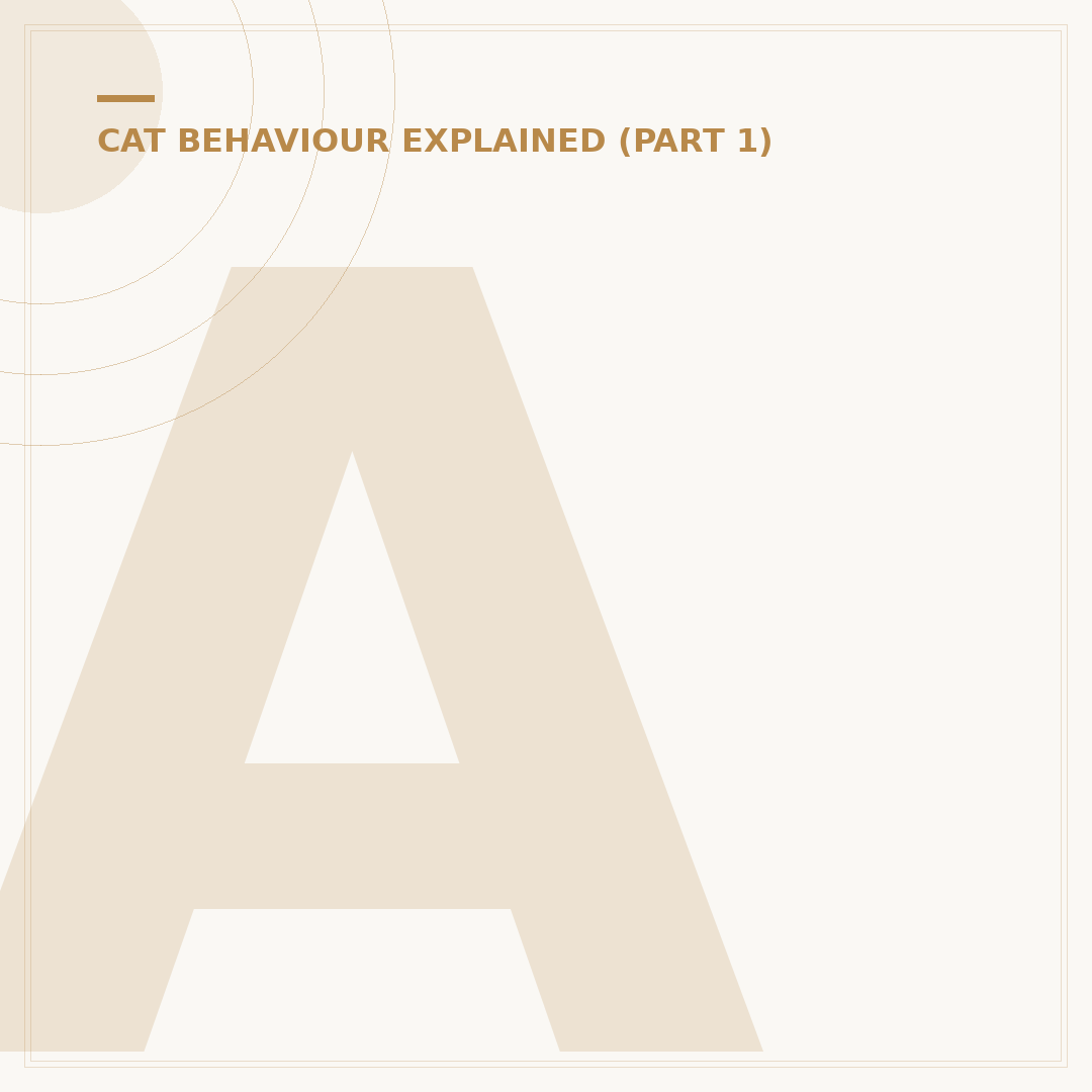 Anti Anxiety Meds for Cats: When & How to Use Them