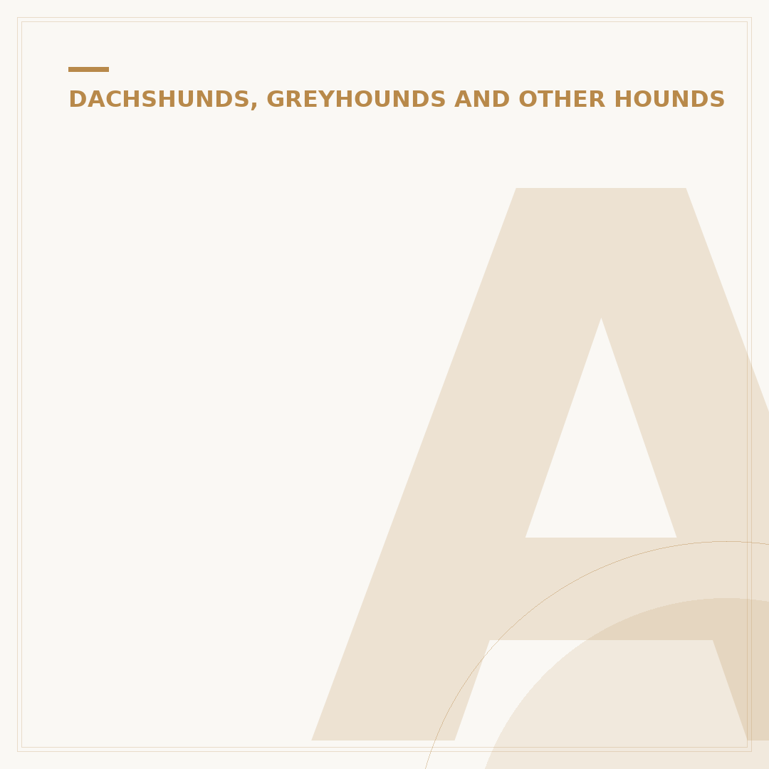 Are Greyhounds Hypoallergenic? What You Need to Know