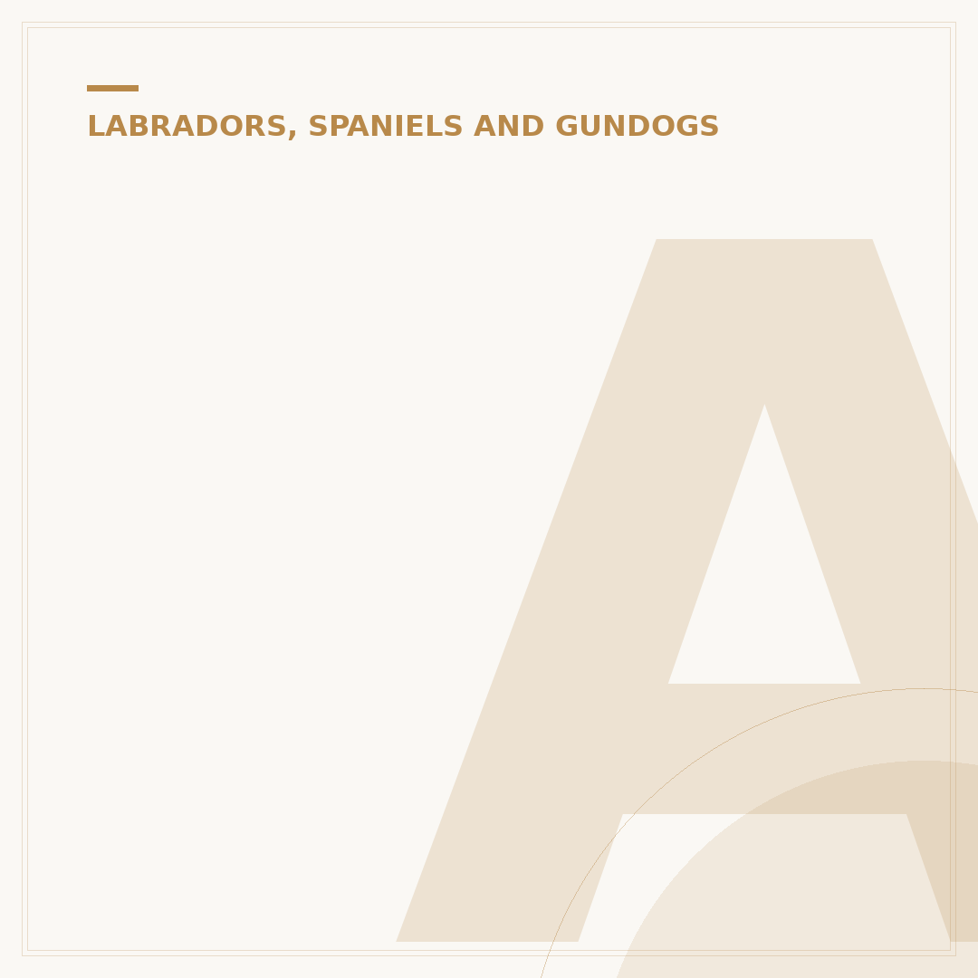 Average Age of Black Labradors: Lifespan & Health