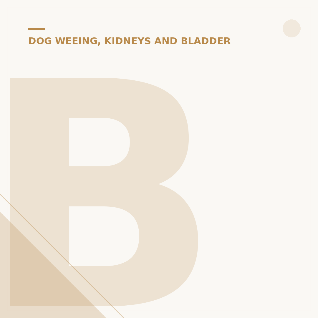 Bladder Incontinence in Dogs: Causes and Management