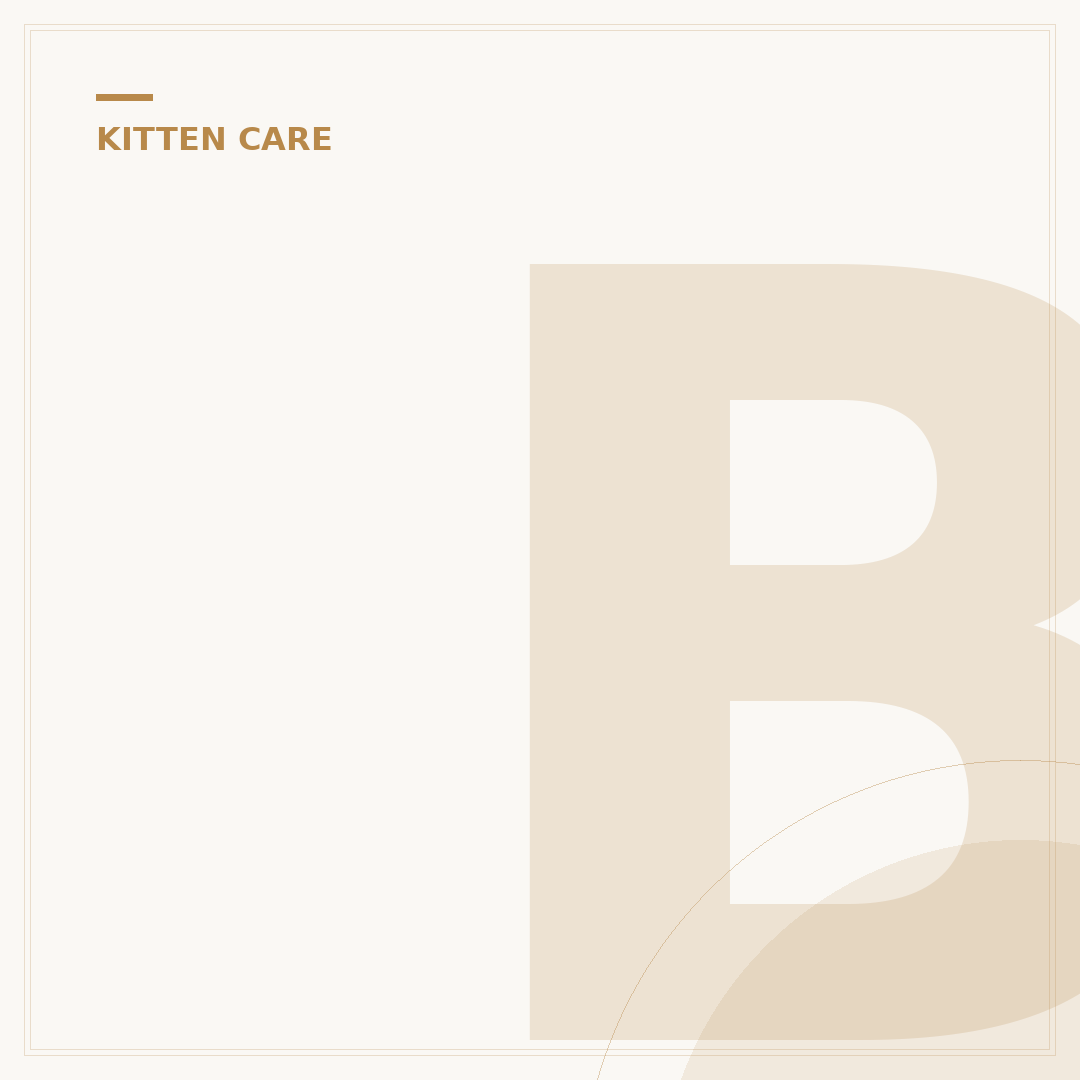 Bottles for Kittens: Feeding Young Cats Safely