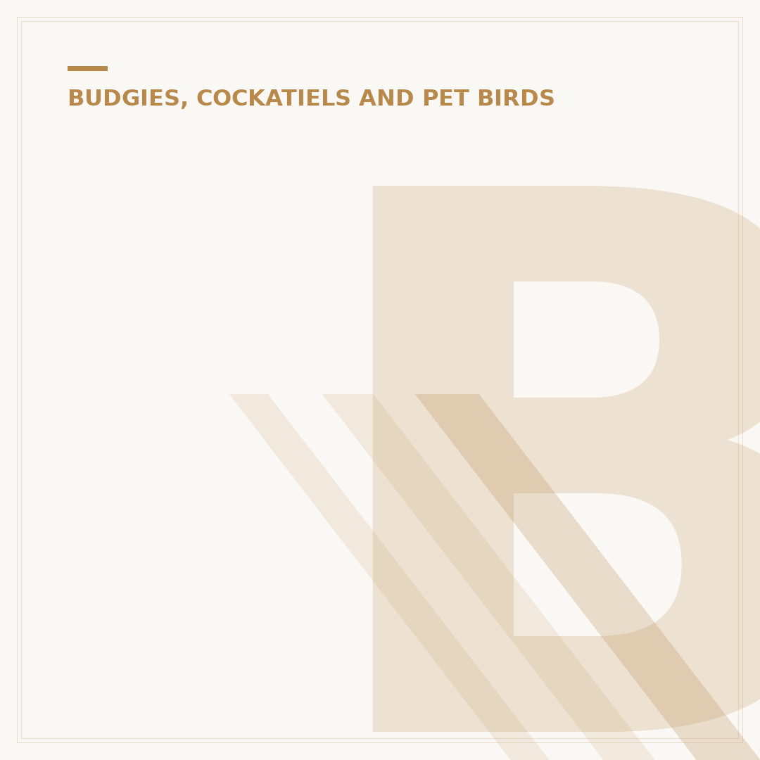 Budgie Drummer Toys: What They Are