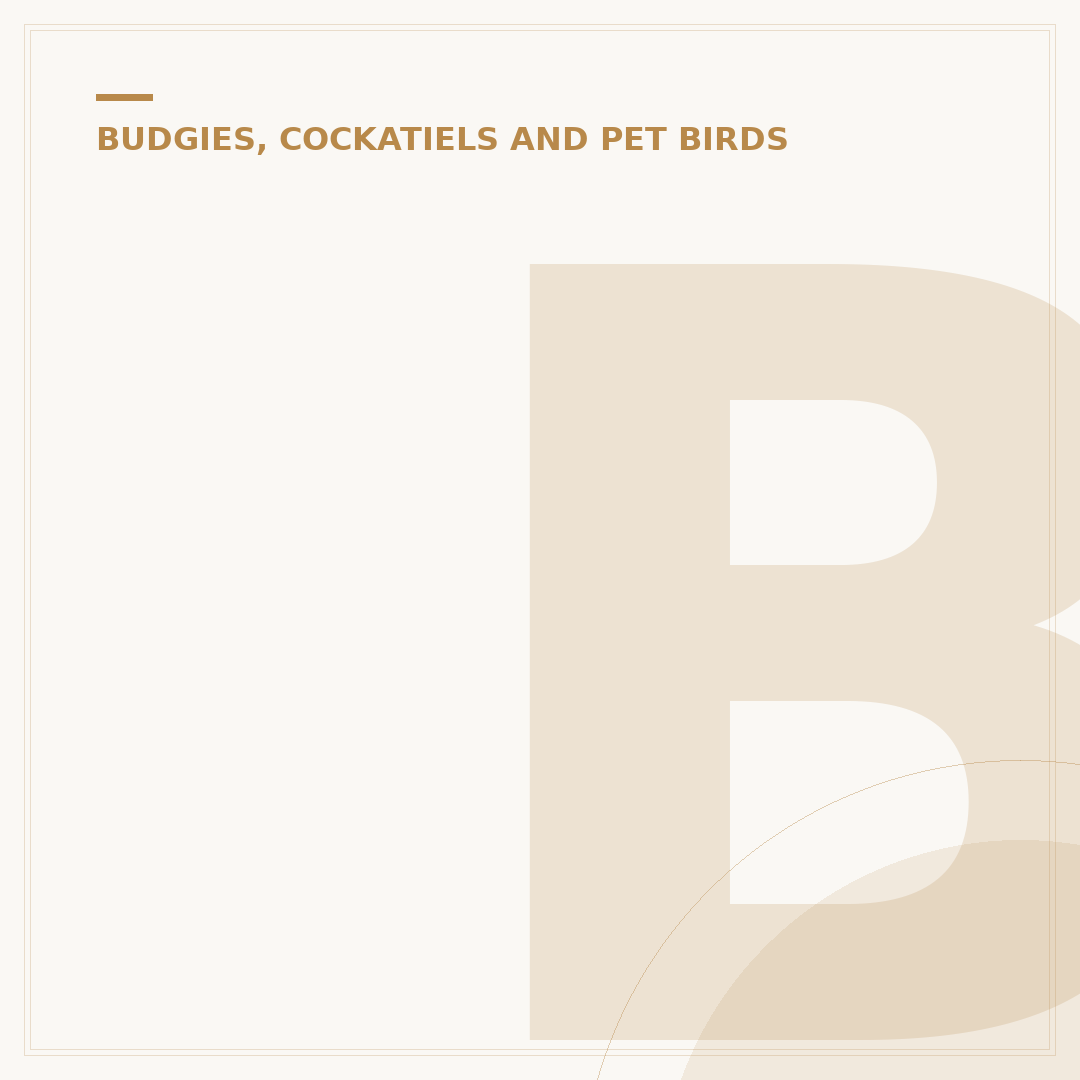 Budgie Toys: Enrichment & Activity for Your Pet