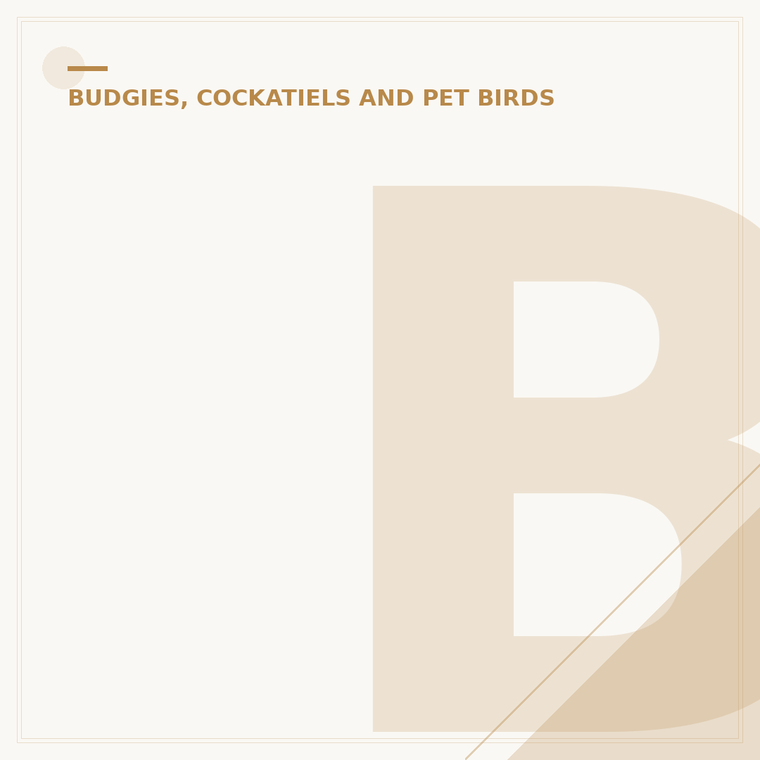 Budgies and Parakeets: Care, Behaviour, and Choosing Yours