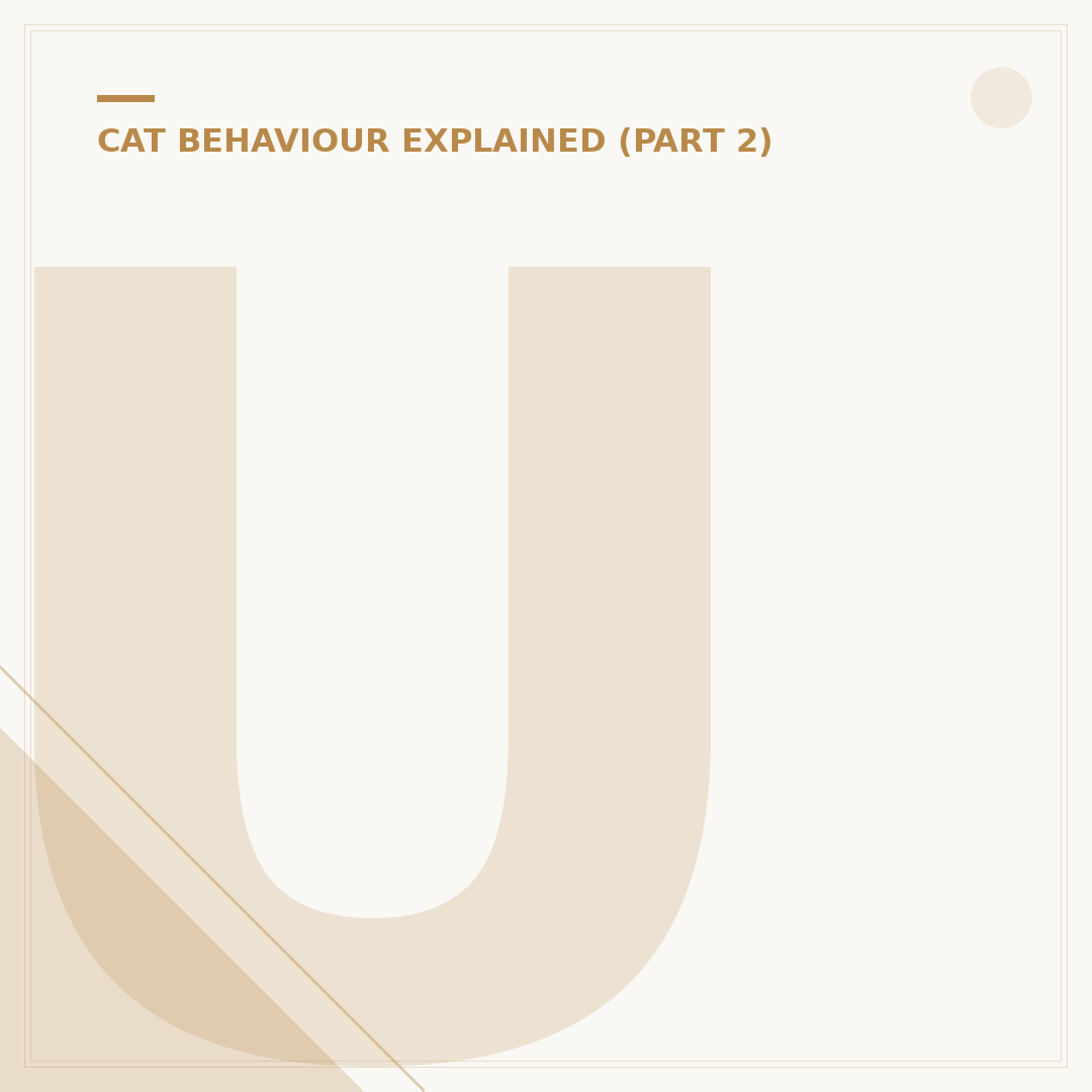 Understanding Cat Aggressive Behaviour: Causes and Solutions