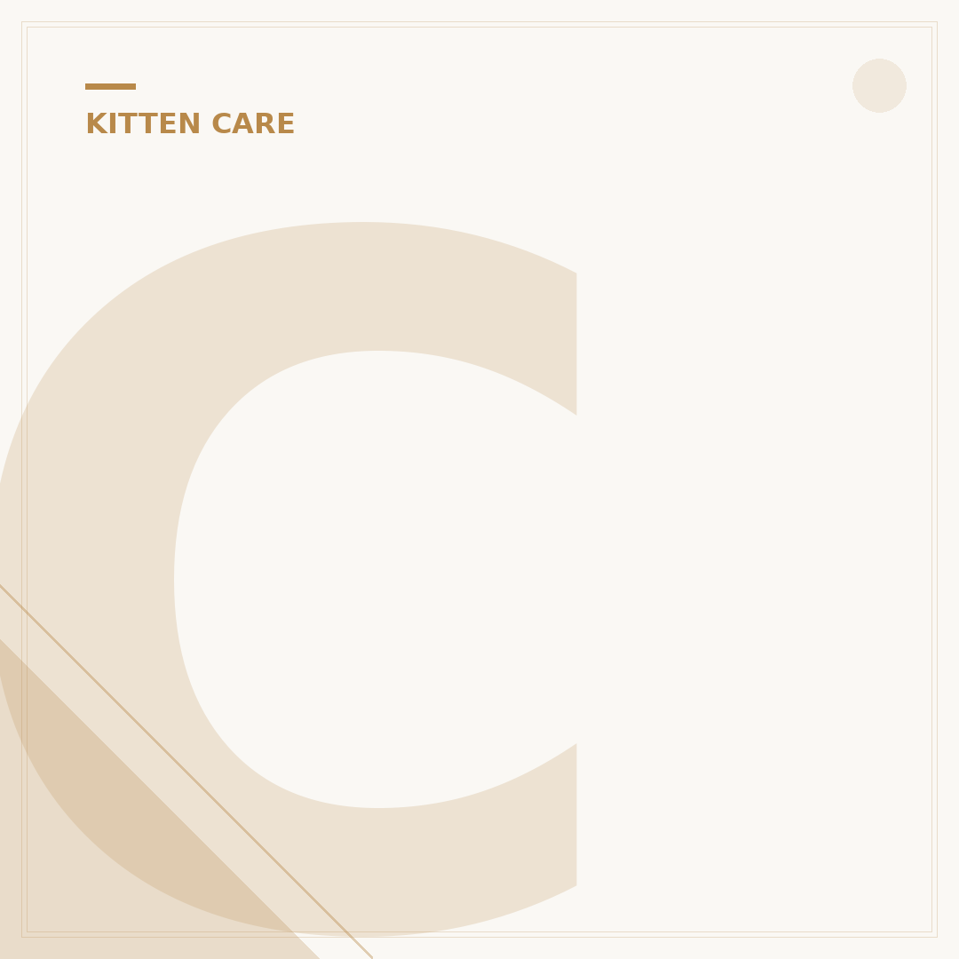 Cat Airport Train: Transporting Your Pet Safely