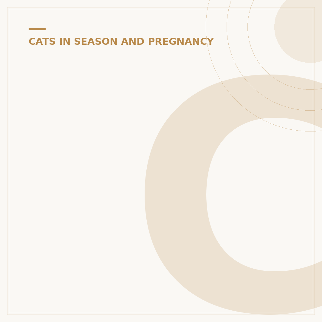 Cat Giving Birth for the First Time: What to Expect
