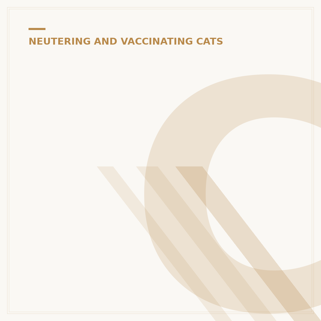Cat Spay Procedure: What You Need to Know