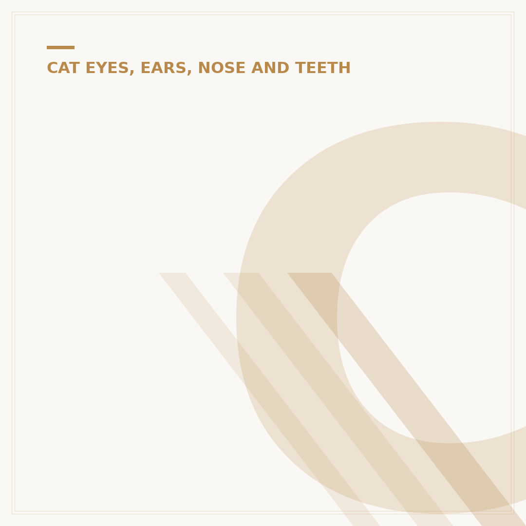 Cat Teeth Cleaning: How To Do It Safely
