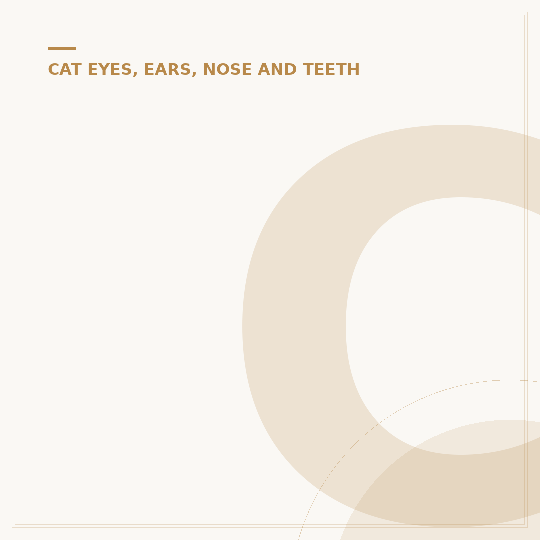 Cataracts in Cats: Causes, Symptoms & Treatment Options