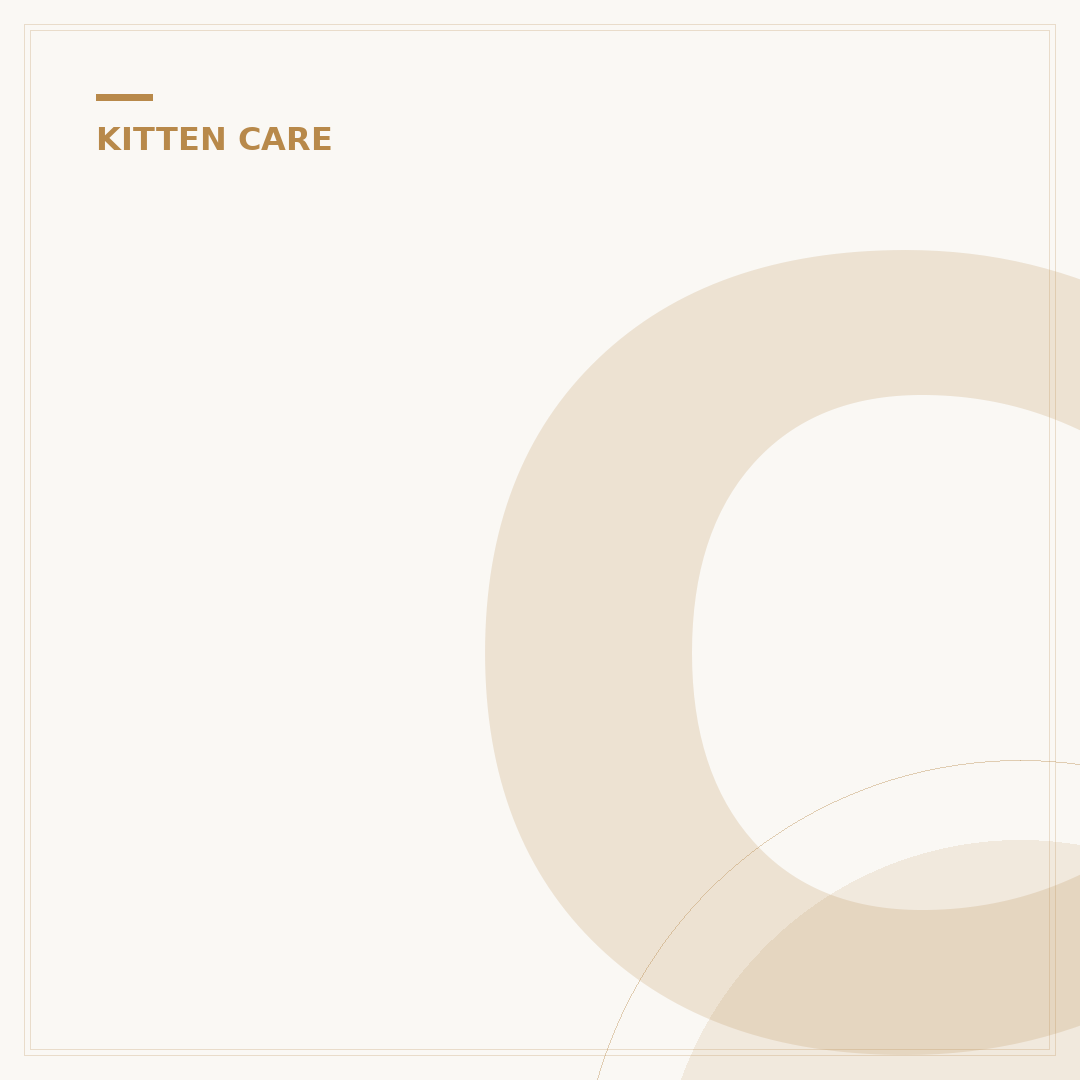 Catnip for Kittens