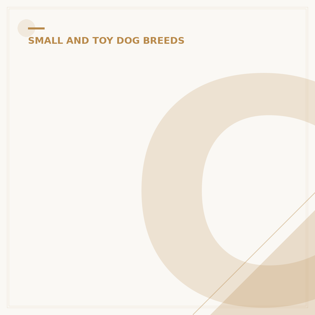 Chihuahua Traits: What Can This Dog Breed Do?
