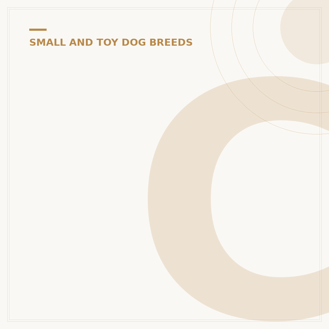 Chihuahua Traits Similar to Down Syndrome