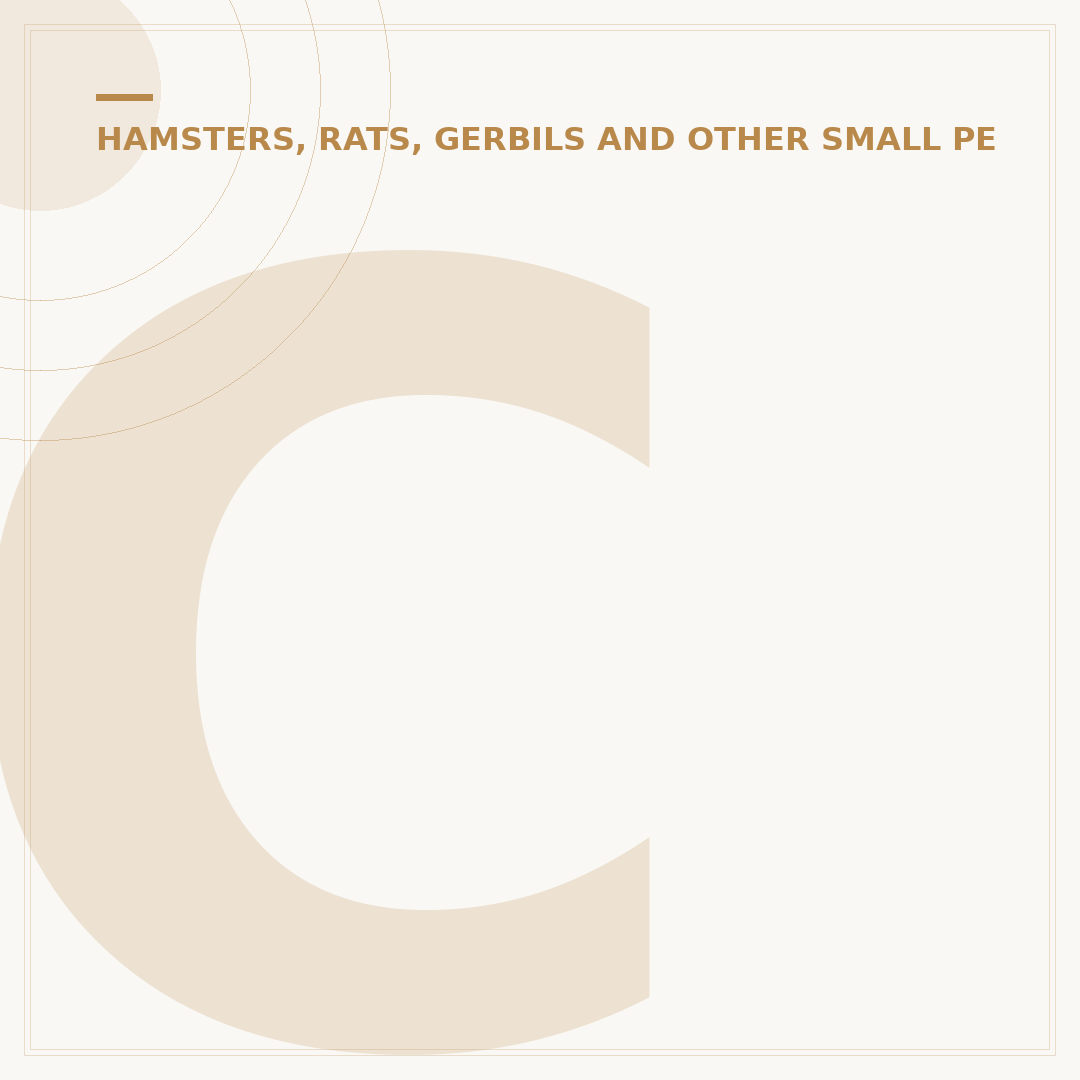 Chinchilla Pet Animal: Your First Rodent Companion