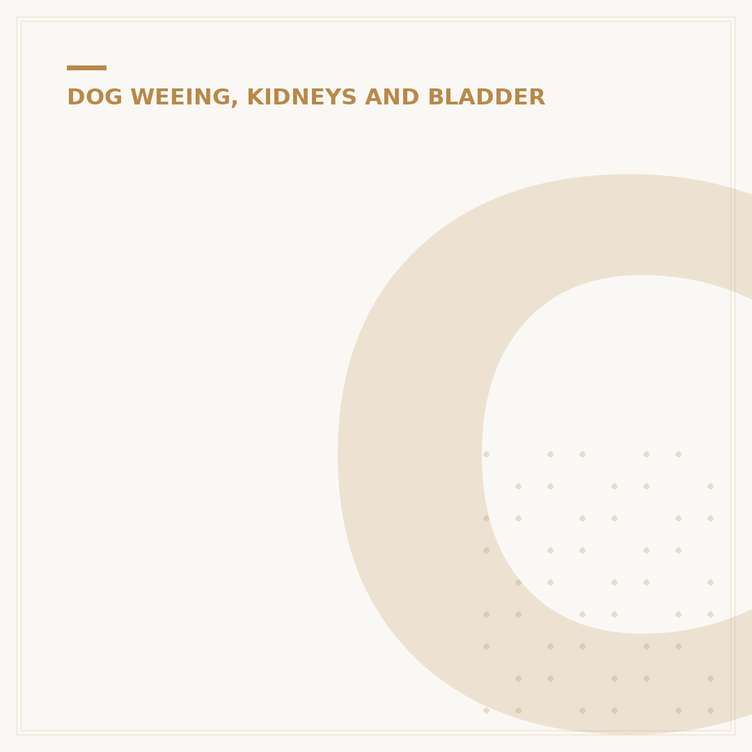 Chronic Renal Failure in Dogs: What You Need to Know
