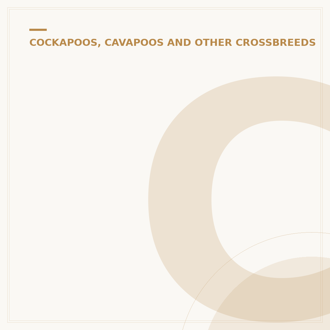 Cockapoo Toy Poodle: Understanding the Crossbreed
