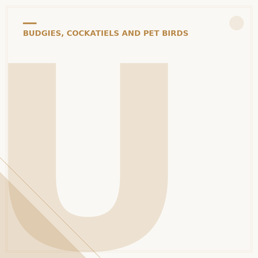 Understand Your Cockatiel: Care, Behaviour & Needs