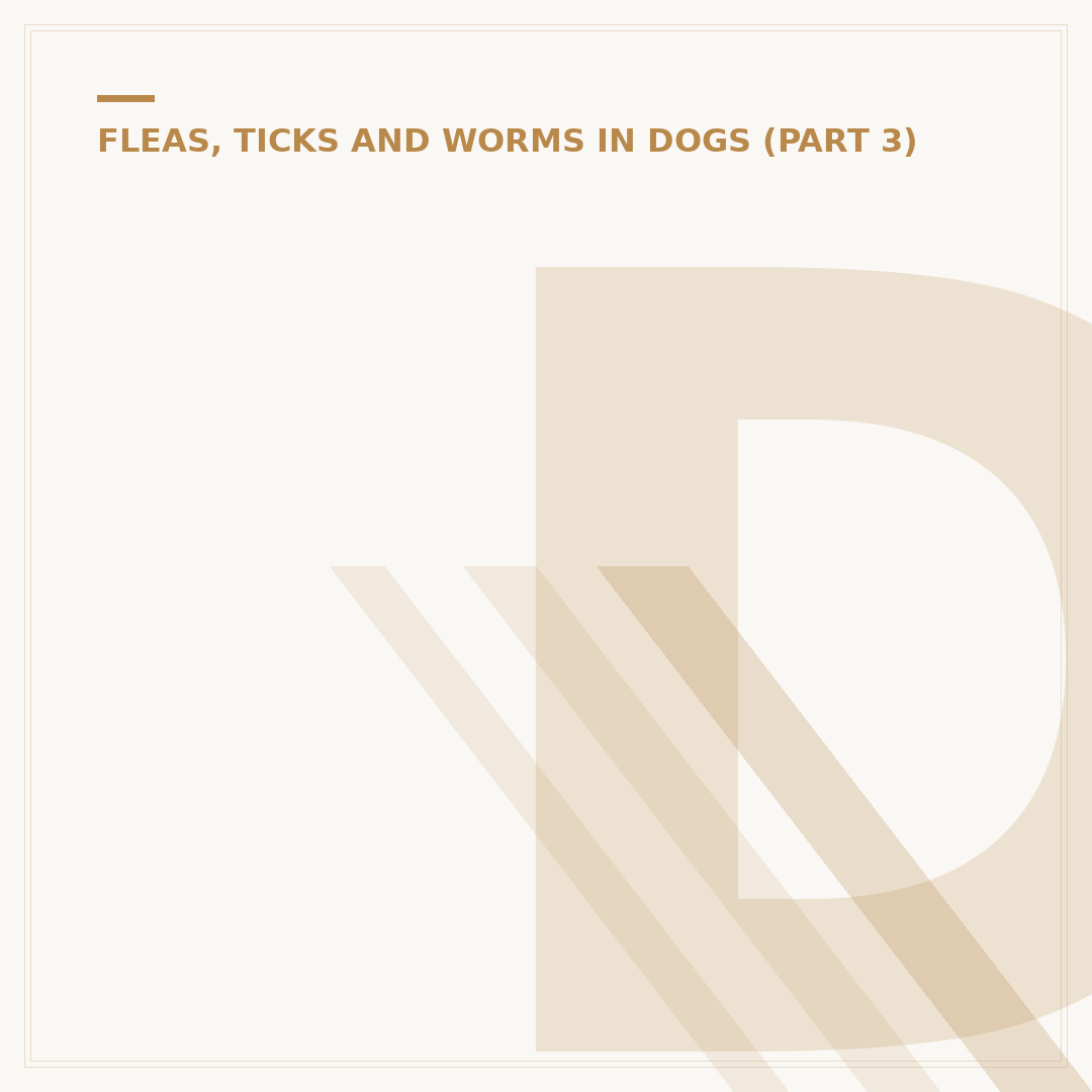 Dead Tick on Dog: What to Do Next