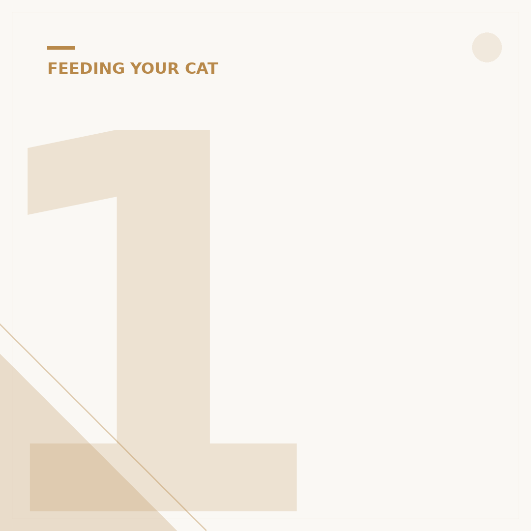 10kg Dry Cat Food