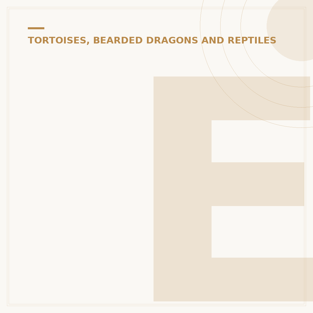 Egyptian Tortoise Care: Needs and Habitat