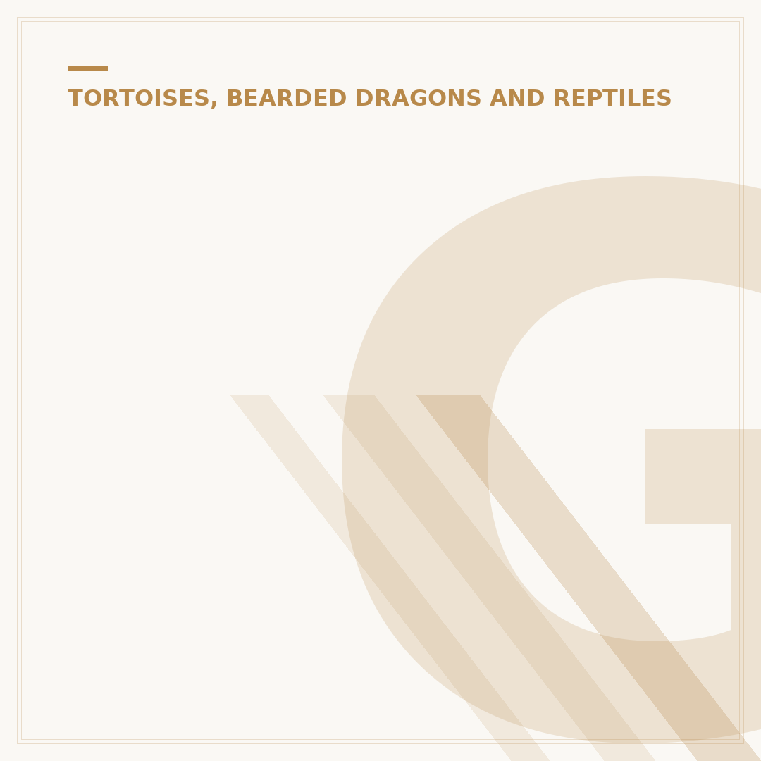 Galapagos Island Tortoise Facts & Care