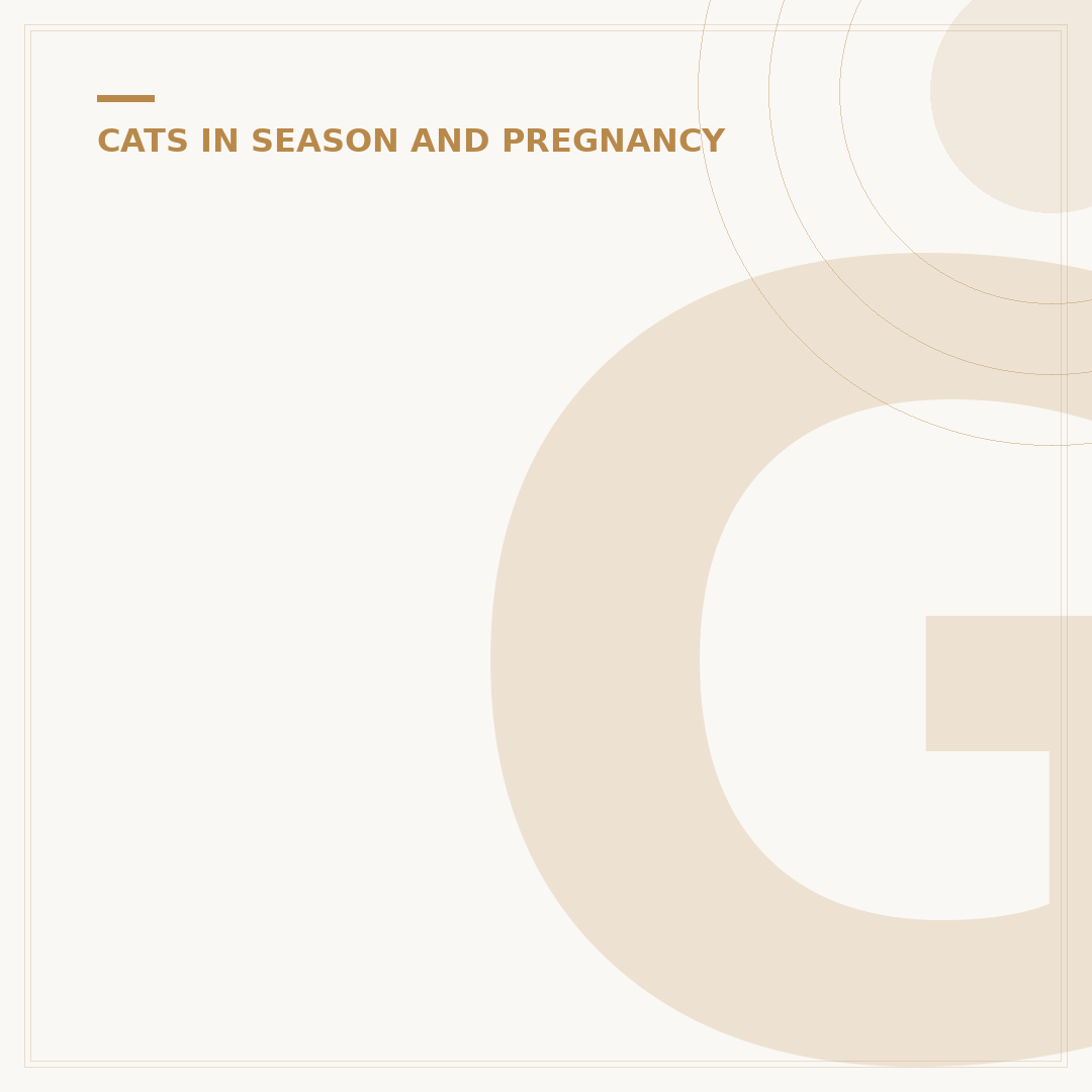 Gestation Period for House Cats: What to Expect