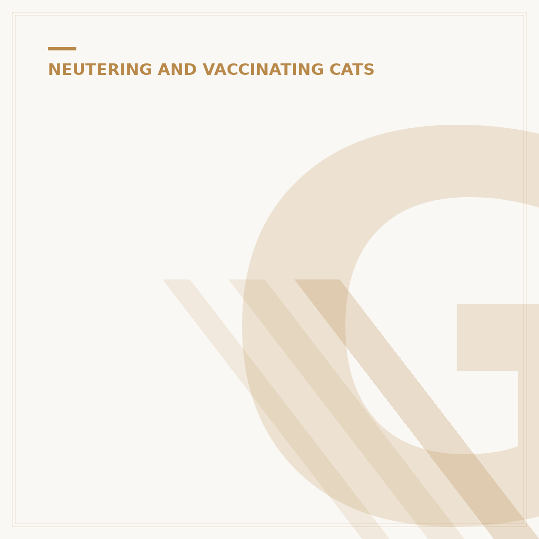 Getting a Cat Spayed: What You Need to Know