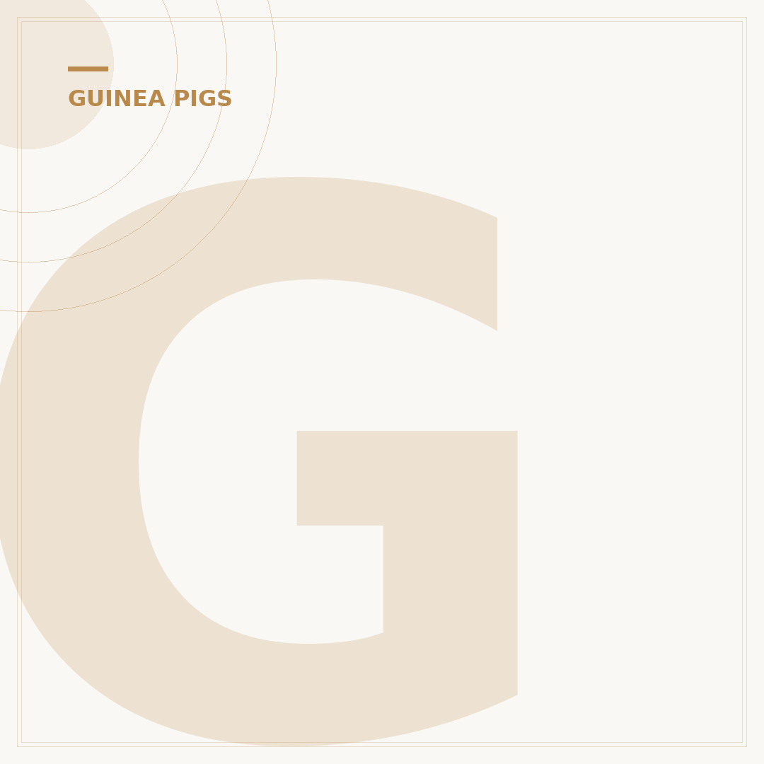Guinea Pig Pregnancy: How Long Are They Pregnant For?