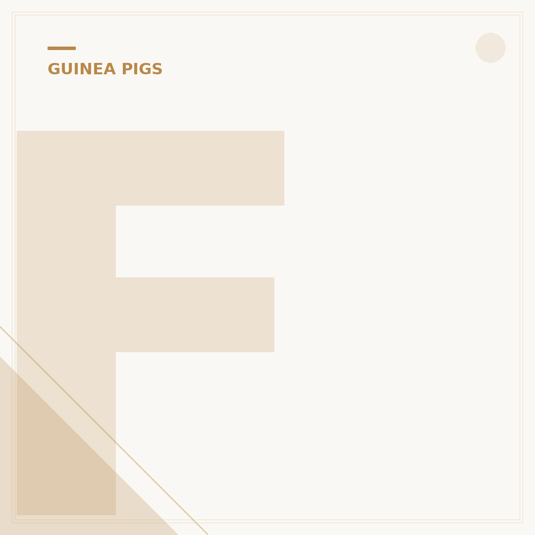 Fluffy Guinea Pigs: Breeds, Care & Behaviour