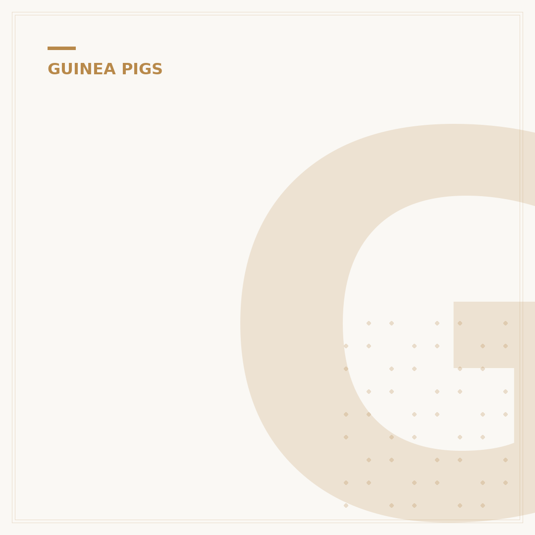 Guinea Pigs In French: Translation & Related Terms