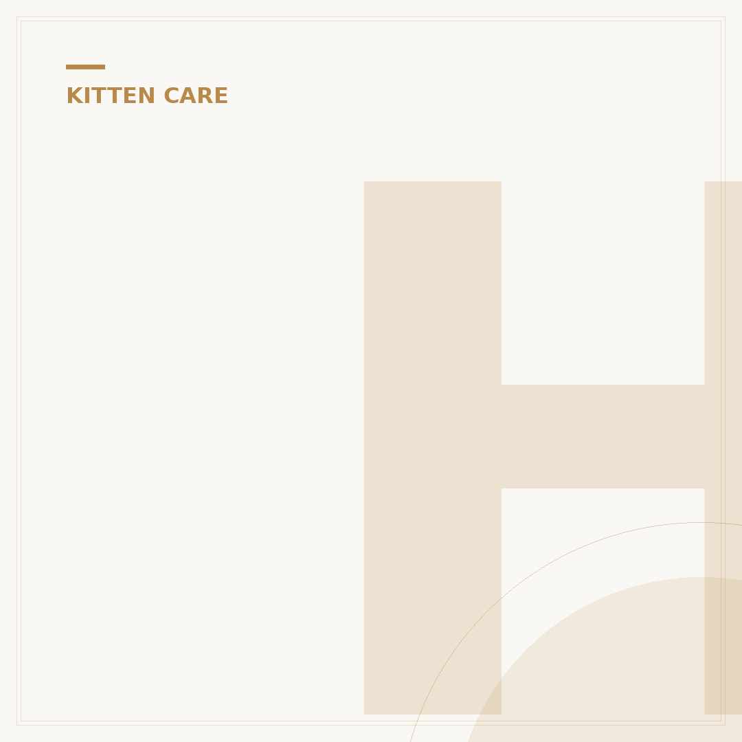 How Many Kittens in a First Litter? Average & Factors