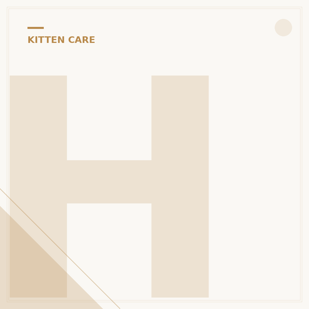 How Do I Litter Train a Cat?