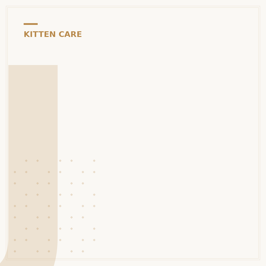 Japanese Cat Train: What To Look For