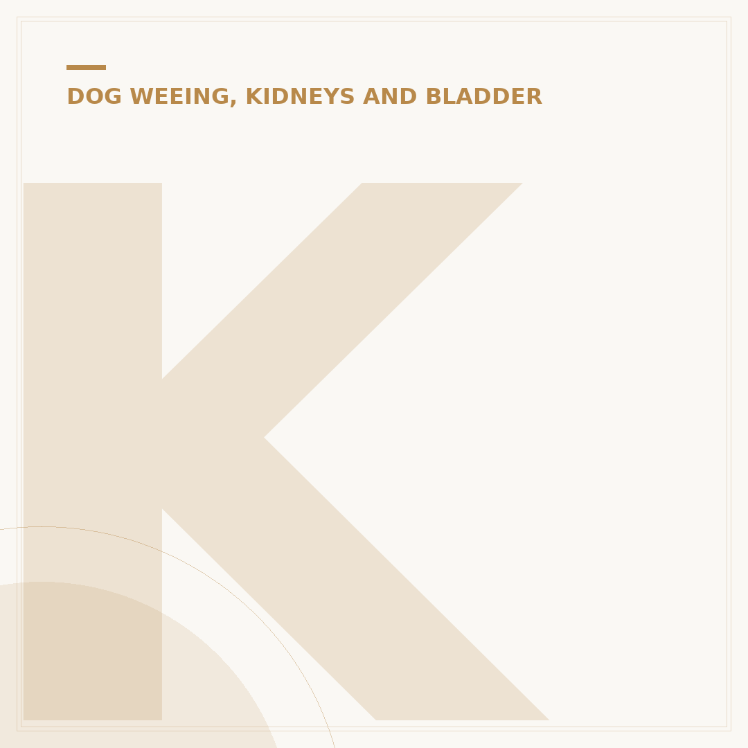 Kidney Failure in Dogs Stages Explained
