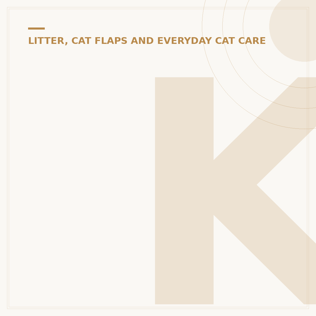 Kittens for Adoption