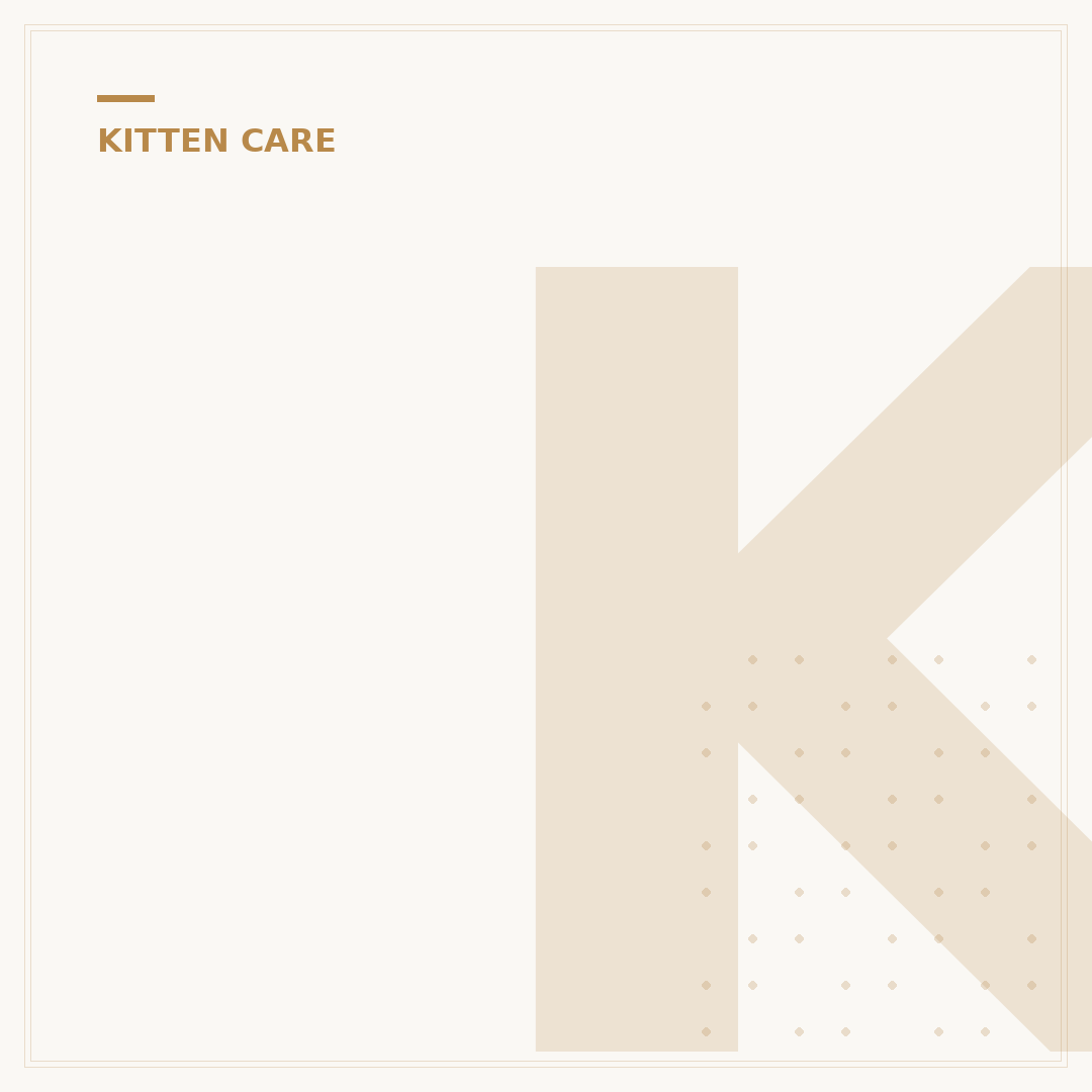 Kittens for Pets