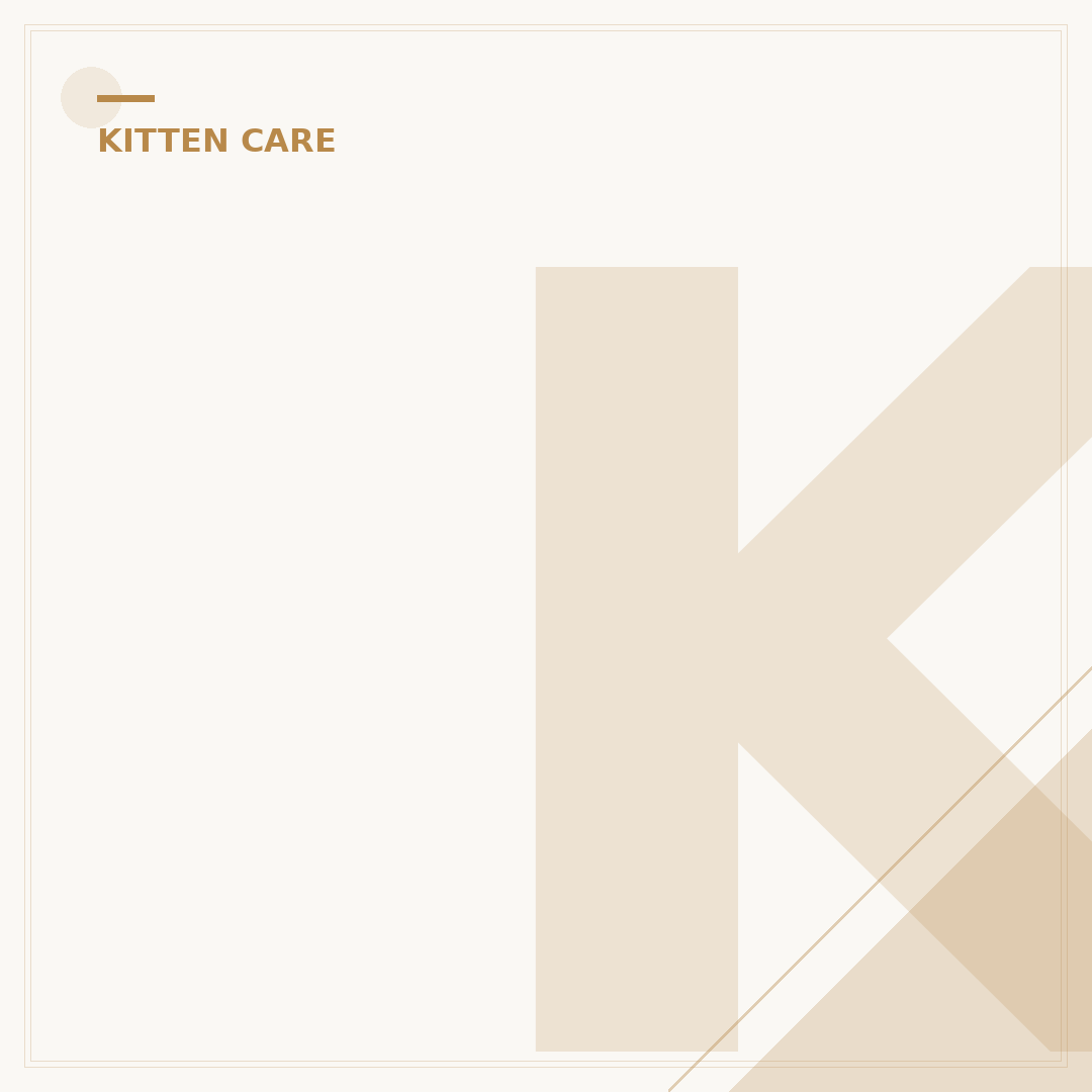 Kittens for Salw