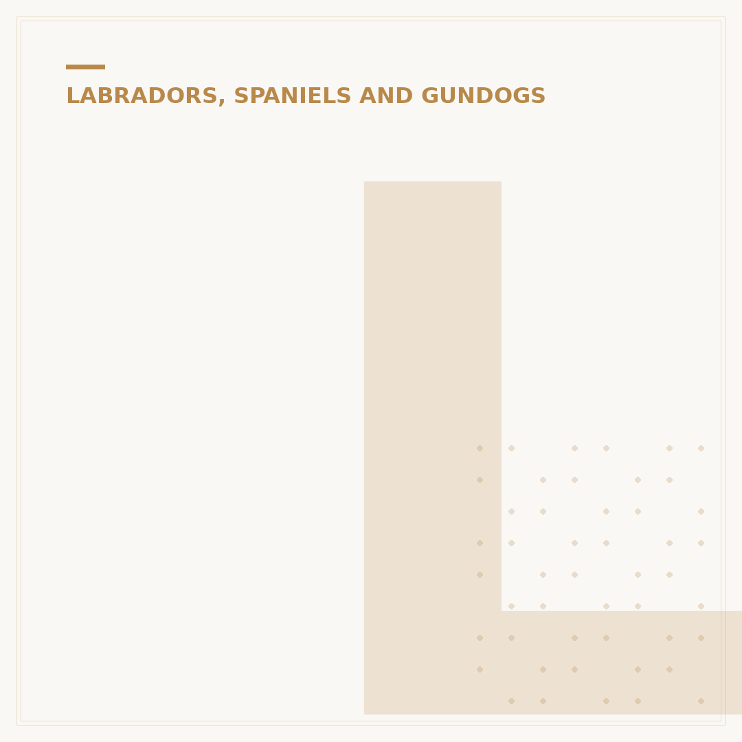 Labrador vs Golden Retriever: Key Differences Explained