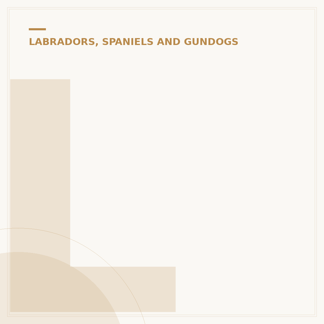 Labrador Working Dogs: Roles and Capabilities
