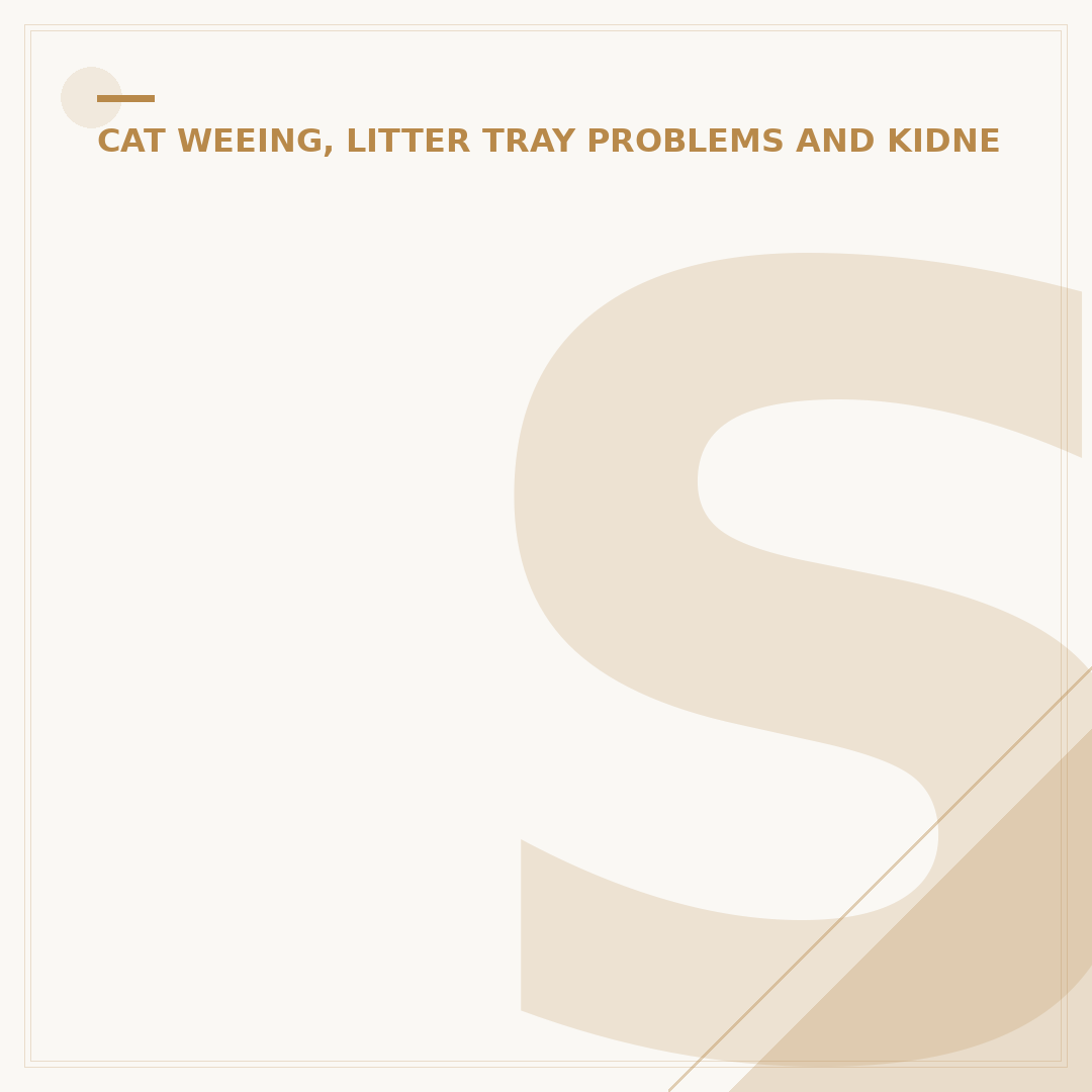 Symptoms of Urinary Tract Infection in Male Cats