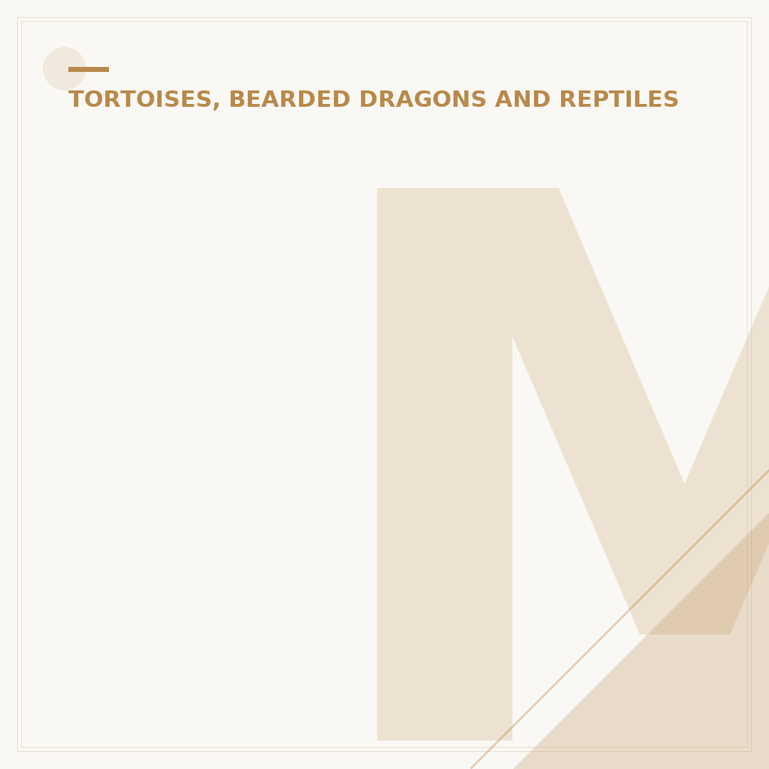 Marginated Tortoise Care: A Beginner's Primer
