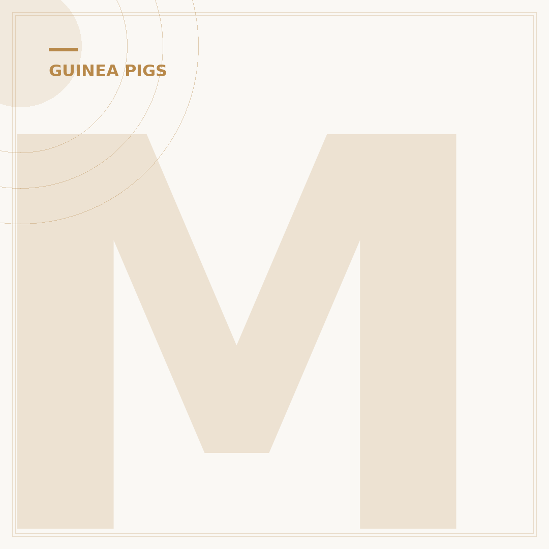 Massive Guinea Pigs: What to Know