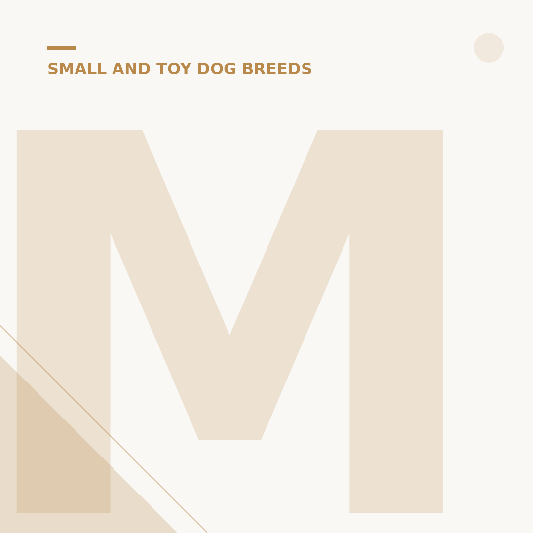 Mini Poodle Chihuahua Mix: Temperament, Care & Traits