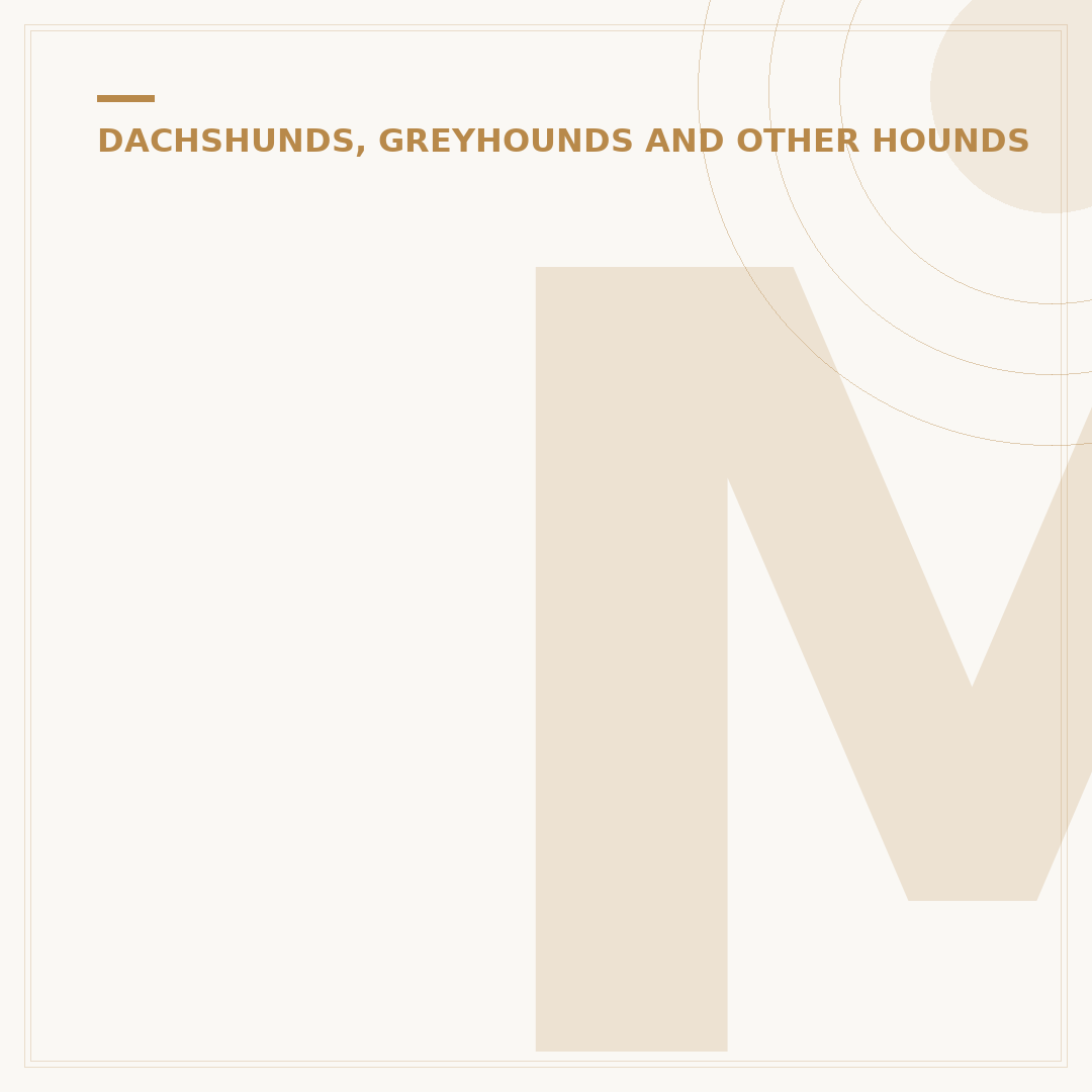 Miniature Greyhound vs Whippet: Which Sighthound Fits?