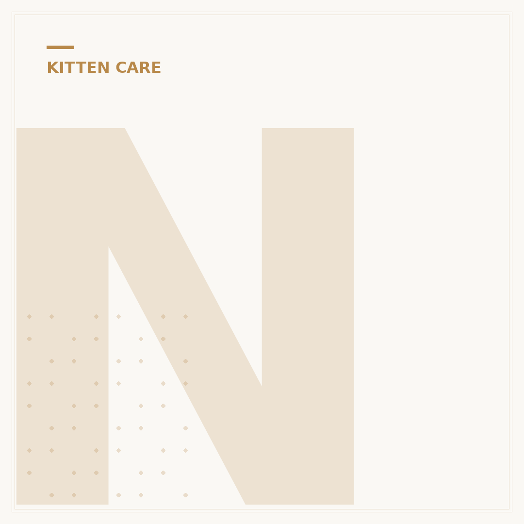 Not Now Kitten: Understanding Your Cat's Cues