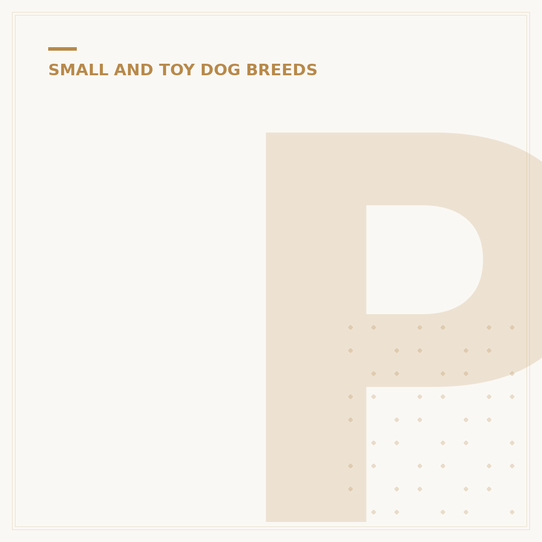 Pomeranian x Poodle Puppies: What to Expect