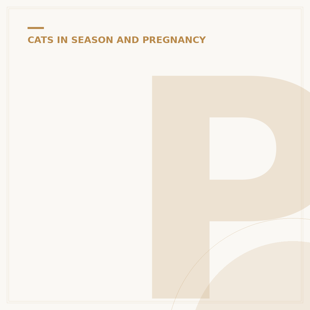 Pregnant Cat: Signs, Care and What to Expect