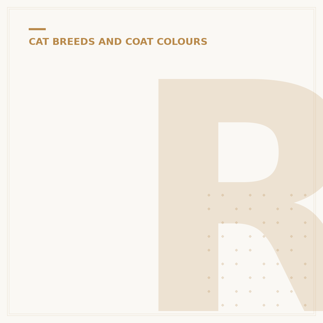 Ragdoll Cat Traits, Care, and Considerations